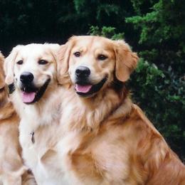 Golden Retrievers from Wakemup Goldens