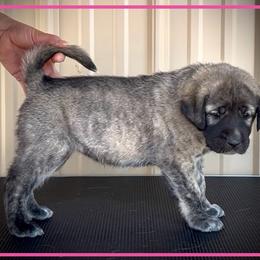 Pink - Brindle female Anatolian Shepherd Dog puppy in Clark, Wyoming from Fyne Acres