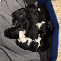 Miniature Schnauzer Puppies from Nichols Miniature Schnauzers