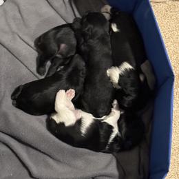 Miniature Schnauzer Puppies from Nichols Miniature Schnauzers