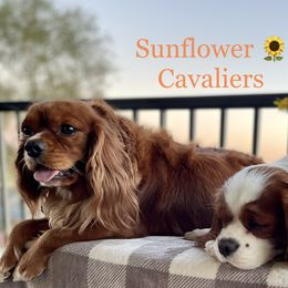 Ava  - Cavalier King Charles Spaniel