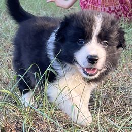 Girl 1 - Black and white female Border Collie puppy in Graceville, Florida from Fire N Arrows Border Collies