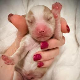 Charming - Red  male Goldendoodle puppy in Bradenton, Florida from Christianna’s Mini Goldendoodles