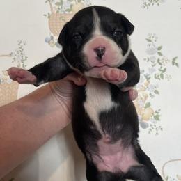 7 - female Alapaha Blue Blood Bulldog puppy in Grafton, Ohio from Eclipse Alapaha Kennels