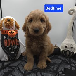 Blue - Apricot male Goldendoodle puppy in Summerville, South Carolina from Channys Doodles