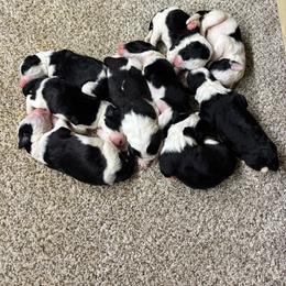 Sheepadoodle puppies from PC Pampered Parti's