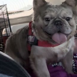 Splash - French Bulldog