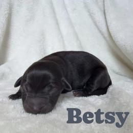 Betsy - Black female Labrador Retriever puppy in Lucasville, Ohio from Backwoods Labradors