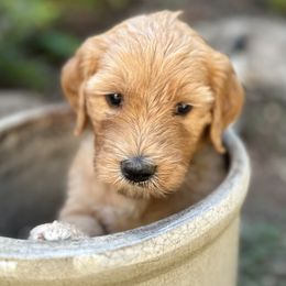 Purple Girl - Apricot Goldendoodle puppy in Pioneer, California from Poppy’s Precious Goldendoodles