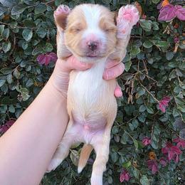 Light Blonde Male - Gold male Yorkshire Terrier puppy in Lakeland, Florida from You Me & The Yorkies