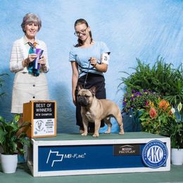 Mafi - Fawn male French Bulldog puppy in Peachtree City, Georgia from Eastham’s  Open French Bulldogs