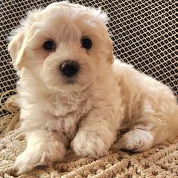 Gus - White male Havapoo puppy in Salem, Oregon from My Havapoo Puppy
