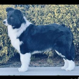 Sly - Blue merle male Border Collie puppy in Dunn, North Carolina from Coylety Kennel
