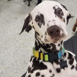 Boy 1 - White and liver brown male Dalmatian puppy in Richmond, Virginia from Darrfield
