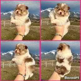 AKC Mira - Chocolate sable female Pomeranian puppy in Saint Ignatius, Montana from Pomeranians Montana