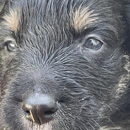 Australian Shepherd Puppies from Sarah Estes