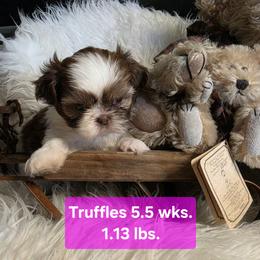 Truffles - Tricolor female Shih Tzu puppy in Center Point, Iowa from Puppies in a Box Shih tzus