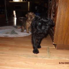 Brussels Griffon Puppies from ET's BG's!