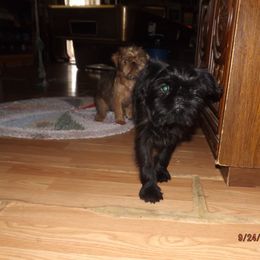 Brussels Griffon Puppies from ET's BG's!