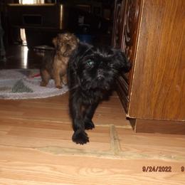 Brussels Griffon Puppies from ET's BG's!