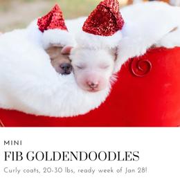 Aussiedoodle and Goldendoodle Puppies from Ever After Doodles Arizona