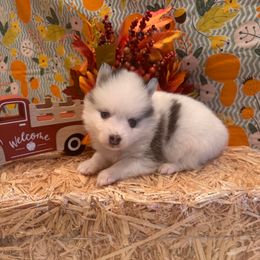Boy 1 - Blue male Pomsky puppy in Bucyrus, Missouri from Hill Top Pomskies