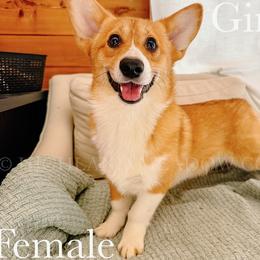 Ginger - Red female Pembroke Welsh Corgi puppy in Bend, Oregon from Highland Meadow Corgis