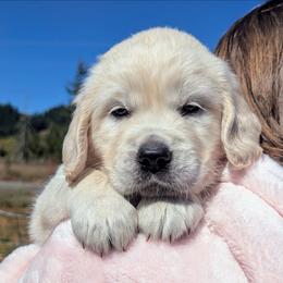 Pink Female - Light golden female Golden Retriever puppy in Roseburg, Oregon from Unbound Goldens