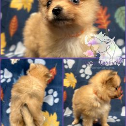 Orange - Chocolate and tan female Pomeranian puppy in Terre Haute, Indiana from Divine Inspired Poms