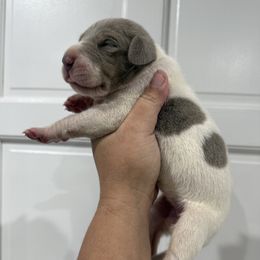 Rhaynera - Silver female Great Dane puppy in Florida from Beachside Kennels