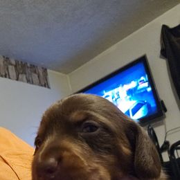 Girl 1 - Chocolate and tan female Dachshund puppy in Lansing, Michigan from Black Thunder 517 Cane Corso and Dachshunds