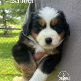 Boy 2 Banner - Black tri male Miniature Australian Shepherd puppy in Bristow, Iowa from Pine Ridge Toy and Mini Aussies