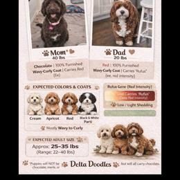 Girl 4 - Cream female Goldendoodle puppy in Sanger, California from Delta Doodless