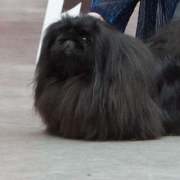 Echo - Pekingese