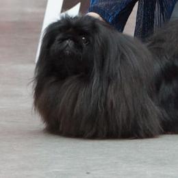Echo - Pekingese