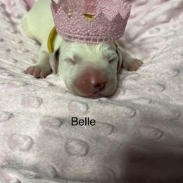 Belle - Dalmatian puppy in Haines City, Florida from Magnolia & Sullivan Dalmatians