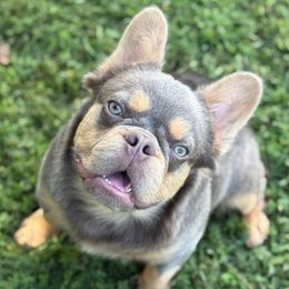 Legend - French Bulldog