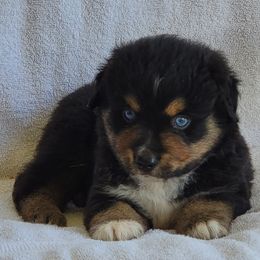 Miniature American Shepherd Puppies from Little Creek Minis and Standards