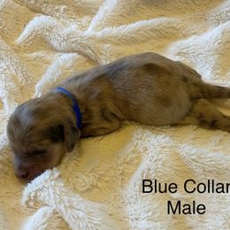 Male 3 - Dapple male Dachshund puppy in Fostoria, Michigan from Jensen Dobermans and Dachshunds