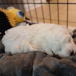 Nanuk - White male Havapoo puppy in North Carolina from Faithful Hearts Kennel