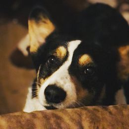 Pembroke Welsh Corgi Puppies from CB Corgis