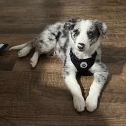 Bronco-located in Dallas, TX - Blue merle male Border Collie puppy in Bixby, Oklahoma from Bond Border Collies