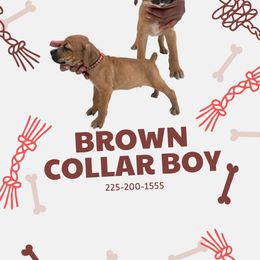 Boy 2 - Red Cane Corso puppy in Laplace, Louisiana from BFM Cane Corso’s