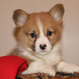 Nat. Bobtail AKC Layton - Red Pembroke Welsh Corgi puppy in Lorraine, Kansas from Lazy N Ranch