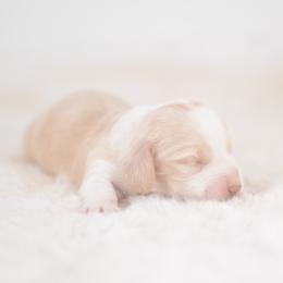 Stacy -- FULL AKC Cream Piebald - Cream female Dachshund puppy in Neosho, Missouri from A Walk In The Park