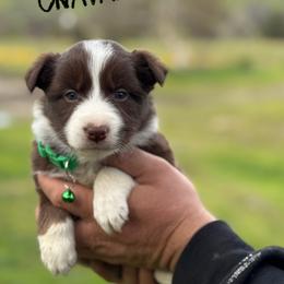Audrey - Red female Border Collie puppy in Sanger, California from Flying M Cactus Ranch Buddies