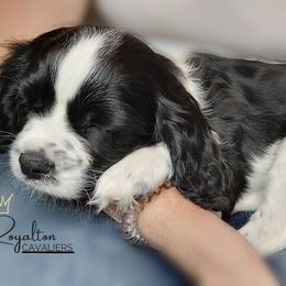Cavalier King Charles Spaniel Puppies from Royalton Cavaliers