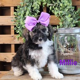 Millie - Sable female Bernedoodle puppy in Heyworth, Illinois from Cobble Creek Puppies