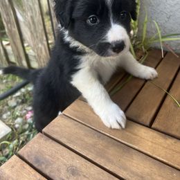 Sky blue Collar - Black and white female Border Collie puppy in Florida from DAKOZEN