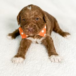 Mr. Orange - Red male Australian Labradoodle puppy in Wake Forest, North Carolina from Lucky Country Labradoodles